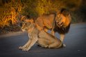 106 Kruger National Park, leeuwen